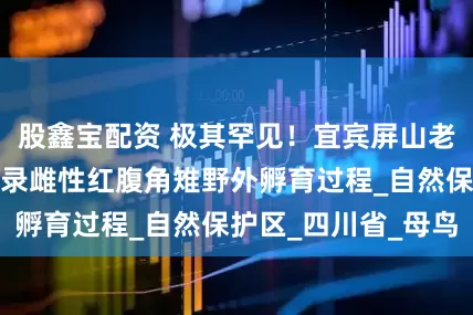 股鑫宝配资 极其罕见！宜宾屏山老君山首次完整记录雌性红腹角雉野外孵育过程_自然保护区_四川省_母鸟